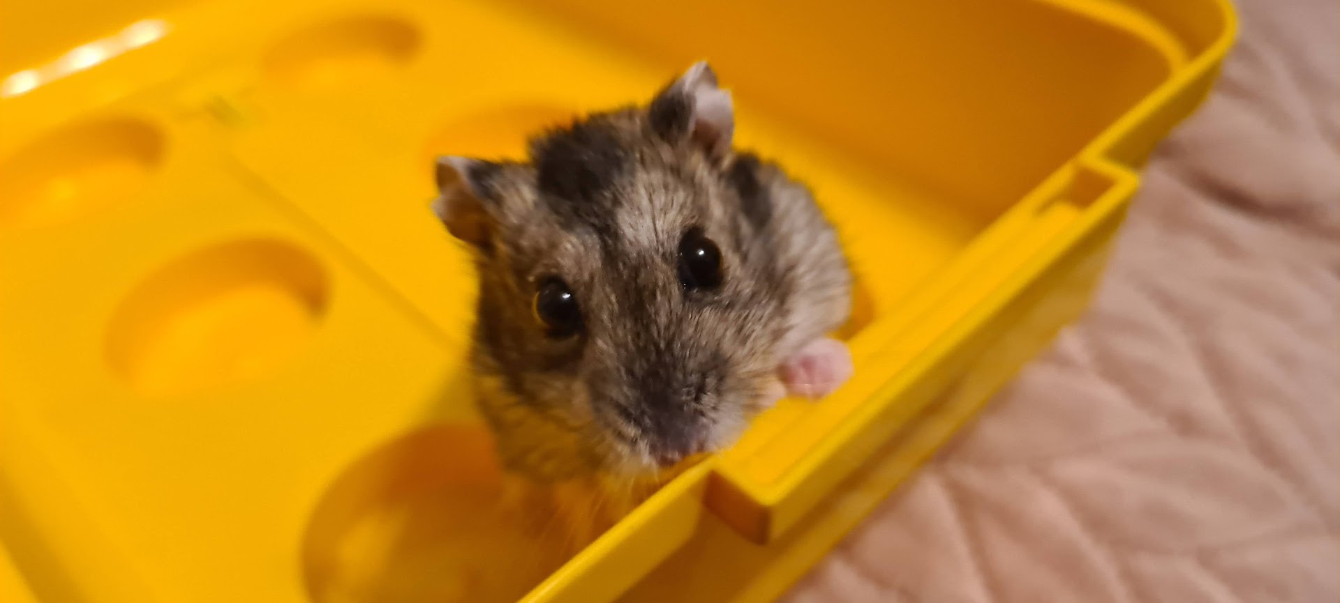 Monitoring Diesel (the Hamster)'s Movements - Rest in peace little Diesel, he was 83 years old (died 17th November, 2025) (credit: James Rowson).